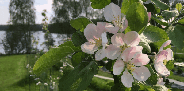 Omenapuun kukka Rantarinteen tilalta